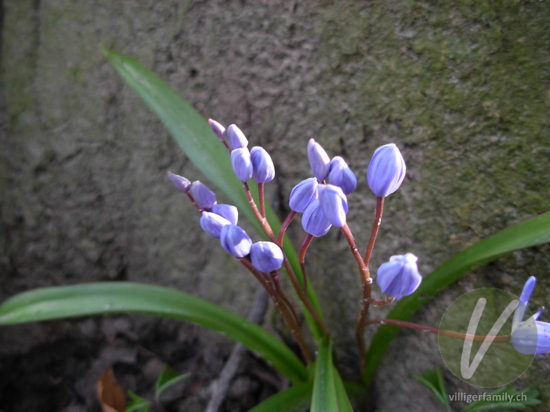 Zweiblättriger Blaustern: Blüten