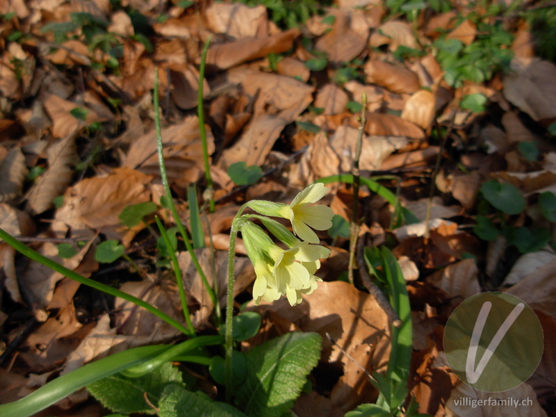 Wald-Schlüsselblume: Blüten