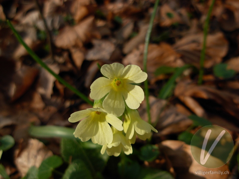 Wald-Schlüsselblume: Blüten