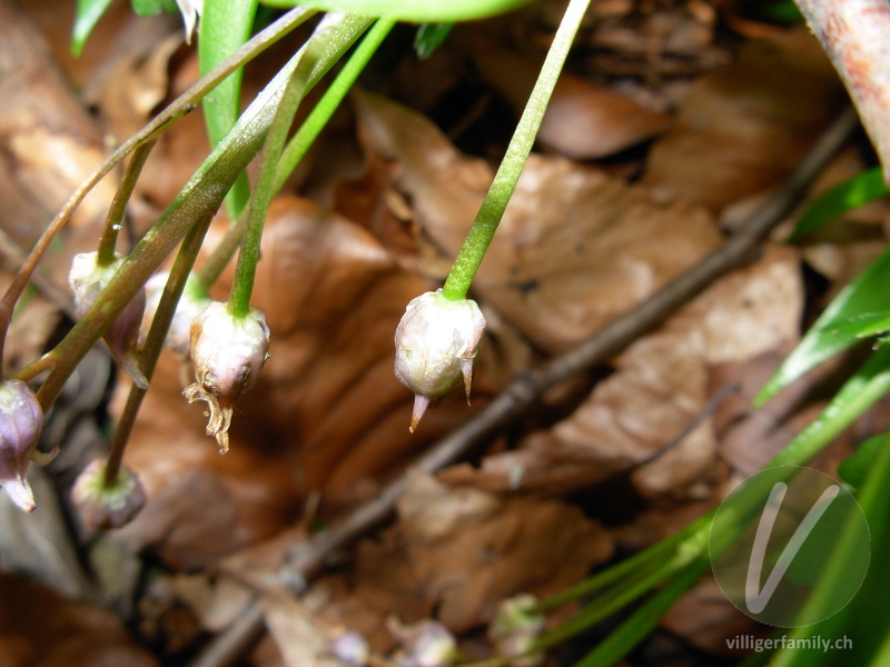 Zweiblättriger Blaustern: Früchte