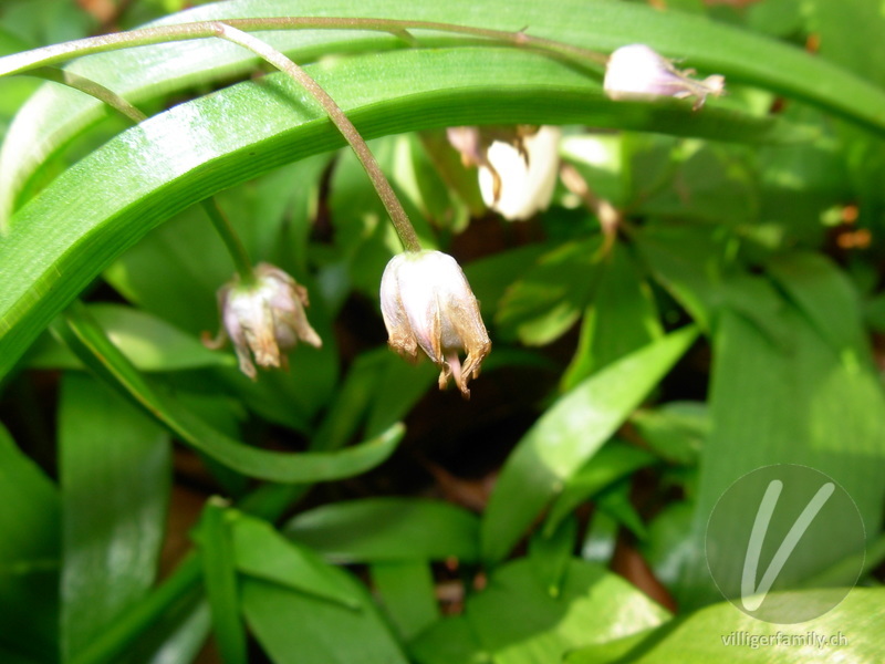 Zweiblättriger Blaustern: Früchte