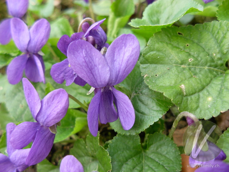 Wald-Veilchen: Blüten