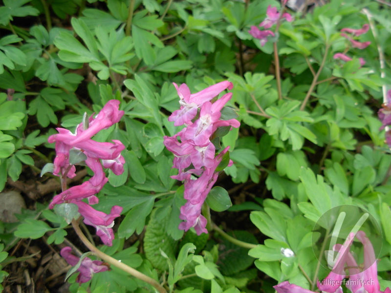 Hohlknolliger Lerchensporn: Blüten