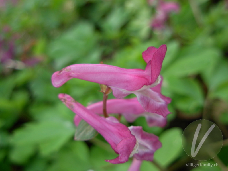 Hohlknolliger Lerchensporn: Blüten