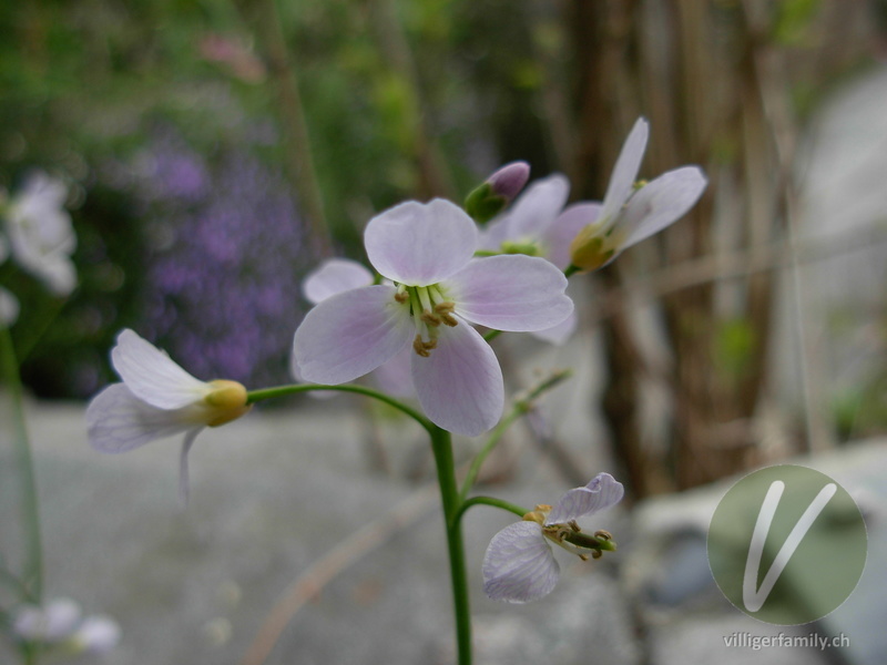 Gewöhnliches Wiesen-Schaumkraut: Blüten