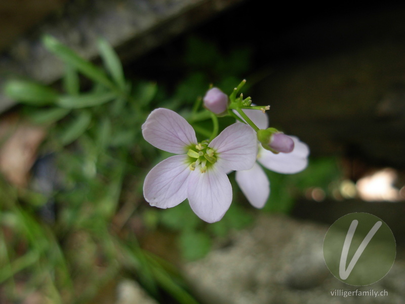 Gewöhnliches Wiesen-Schaumkraut: Blüten