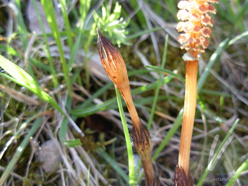 Acker-Schachtelhalm: Blüten