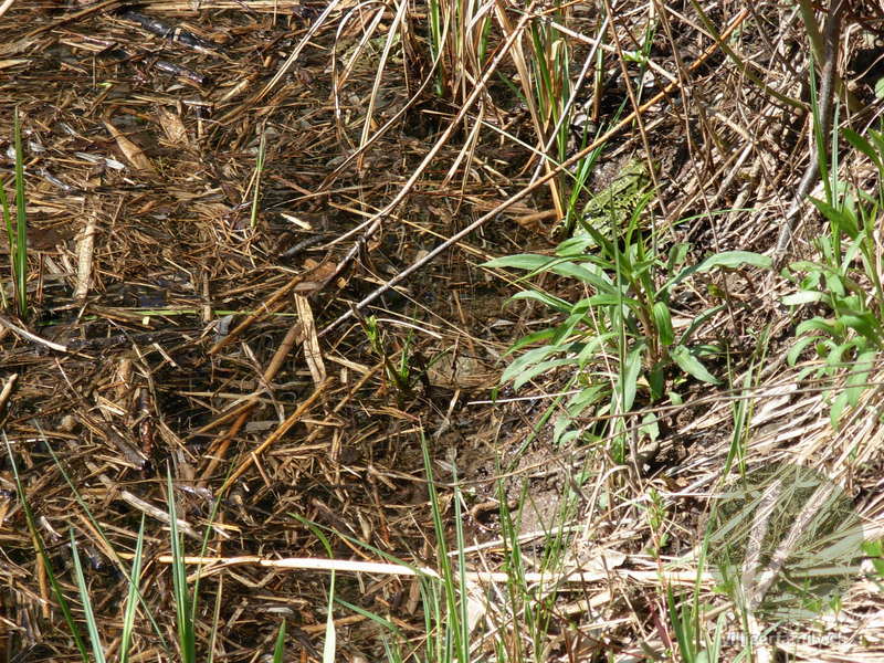 Teichfrosch: 