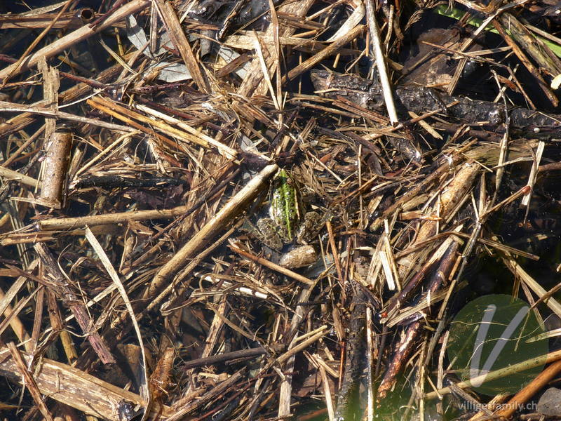 Kleiner Wasserfrosch: 