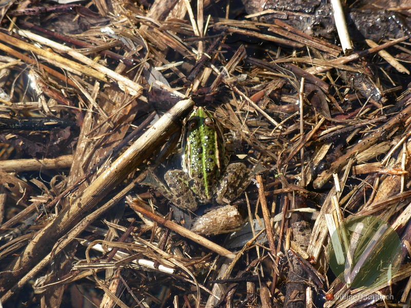 Kleiner Wasserfrosch: 
