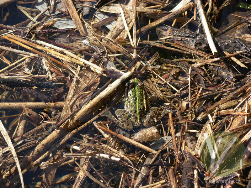 Kleiner Wasserfrosch: 