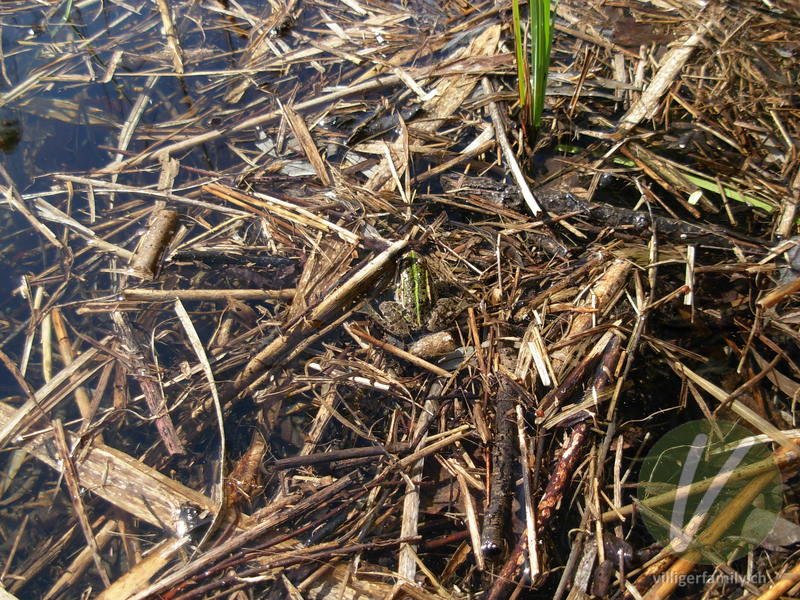 Kleiner Wasserfrosch: 