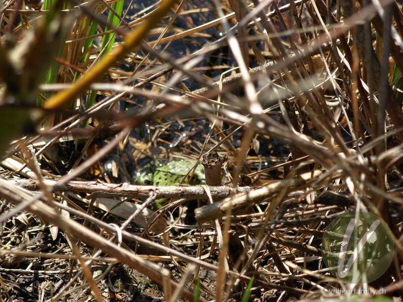 Teichfrosch: 
