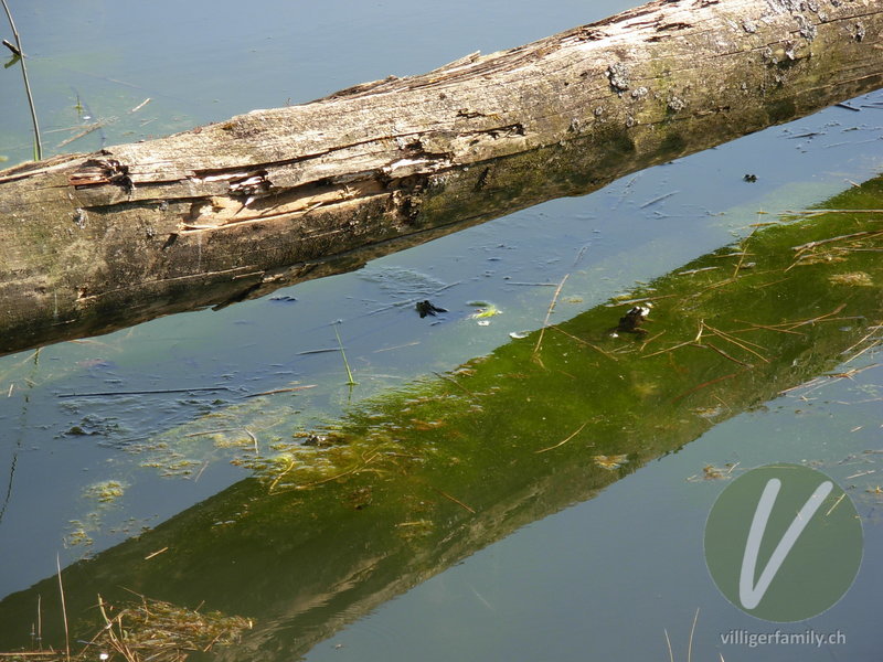 Kleiner Wasserfrosch: 
