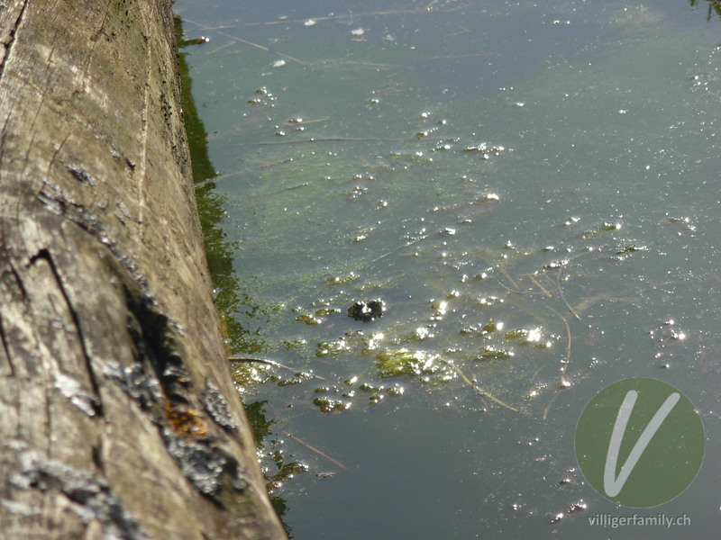 Kleiner Wasserfrosch: 