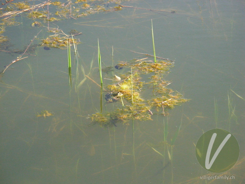 Kleiner Wasserfrosch: 