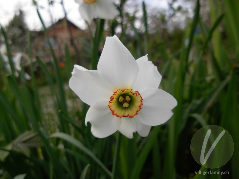 Weisse Garten-Narzisse: Blüten