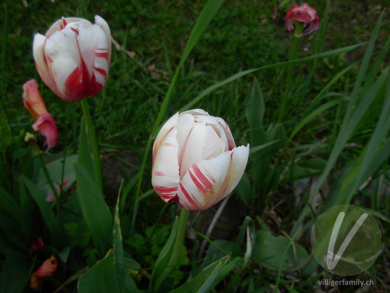 Garten-Tulpe: Blüten