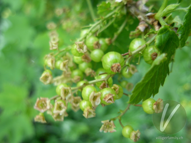 Rote Johannisbeere: Blüten, Früchte