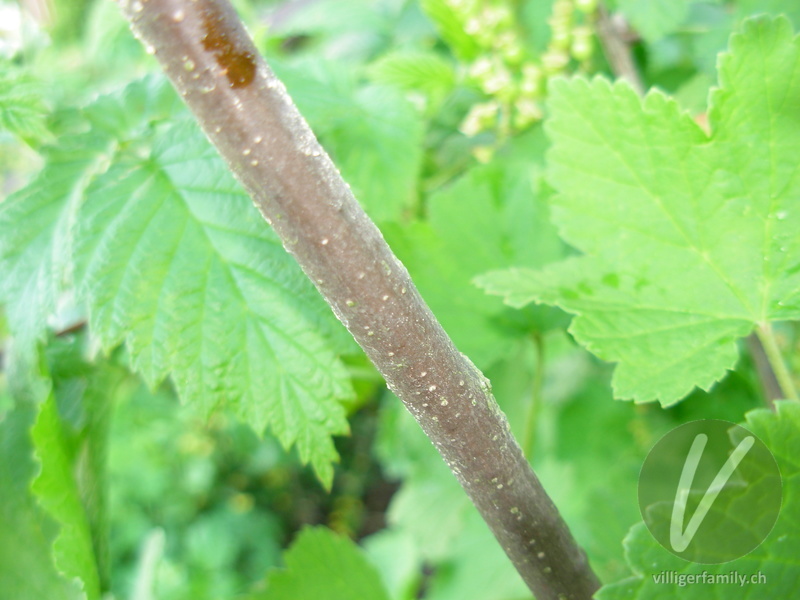 Rote Johannisbeere: Stengel
