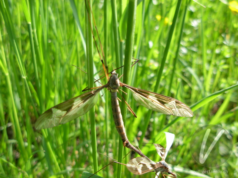 Riesen-Schnake: 