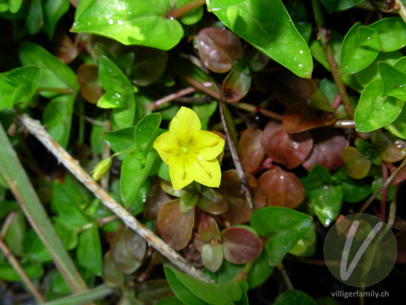 Hain-Gilbweiderich: Blüten