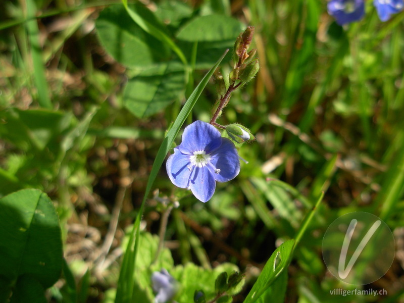 Gamander-Ehrenpreis: Blüten