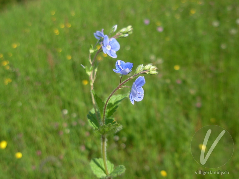 Gamander-Ehrenpreis: Blüten, Stengel, Gesamtbild