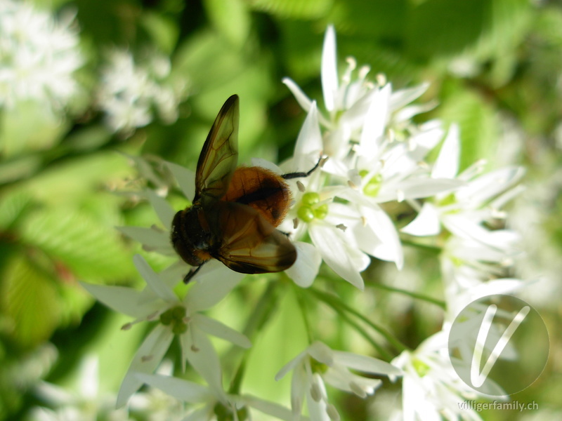 Raupenfliege (Ectophasia crassipennis): 
