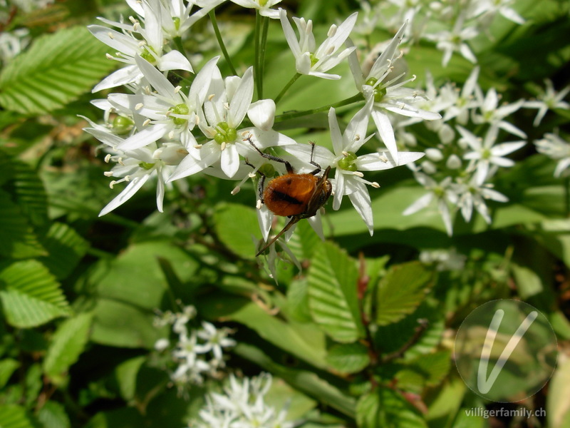 Raupenfliege (Ectophasia crassipennis): 