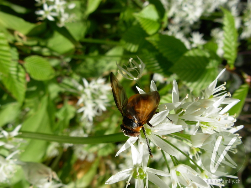 Raupenfliege (Ectophasia crassipennis): 