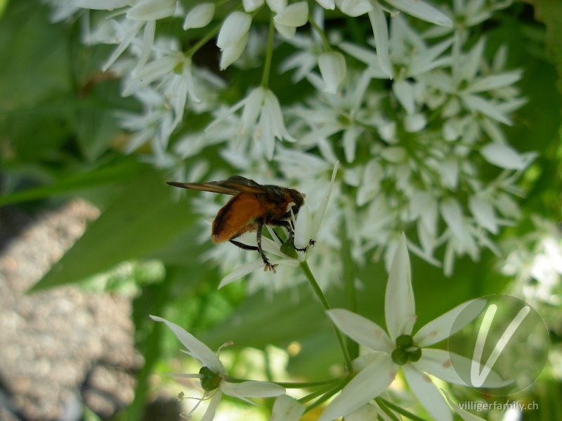 Raupenfliege (Ectophasia crassipennis): 
