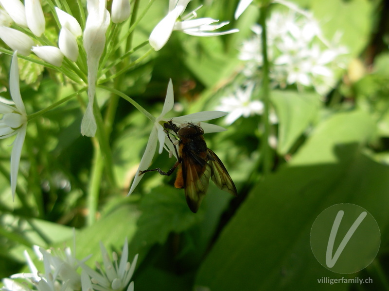Raupenfliege (Ectophasia crassipennis): 