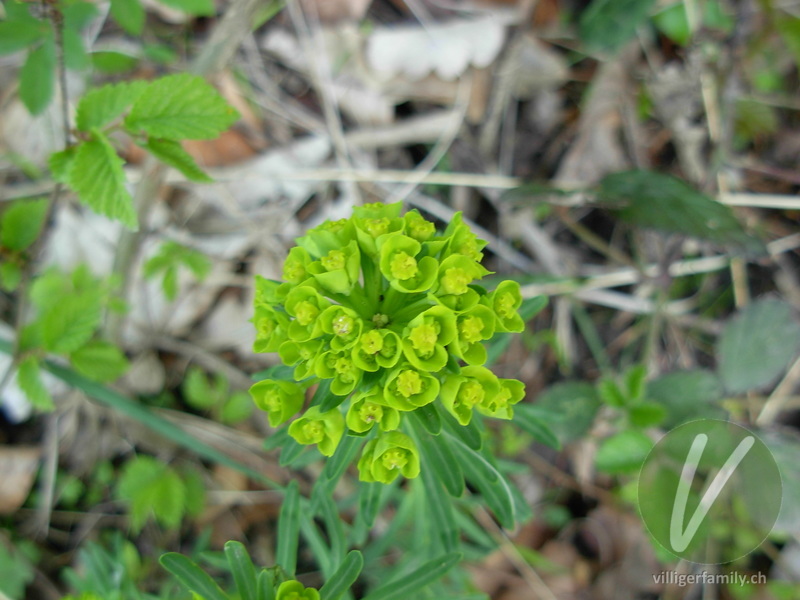 Steppen-Wolfsmilch: Blüten