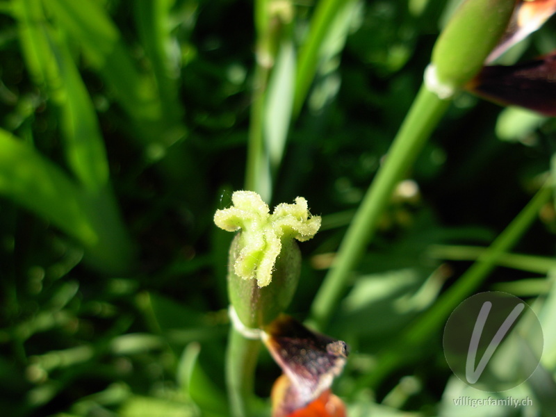 Garten-Tulpe: Früchte