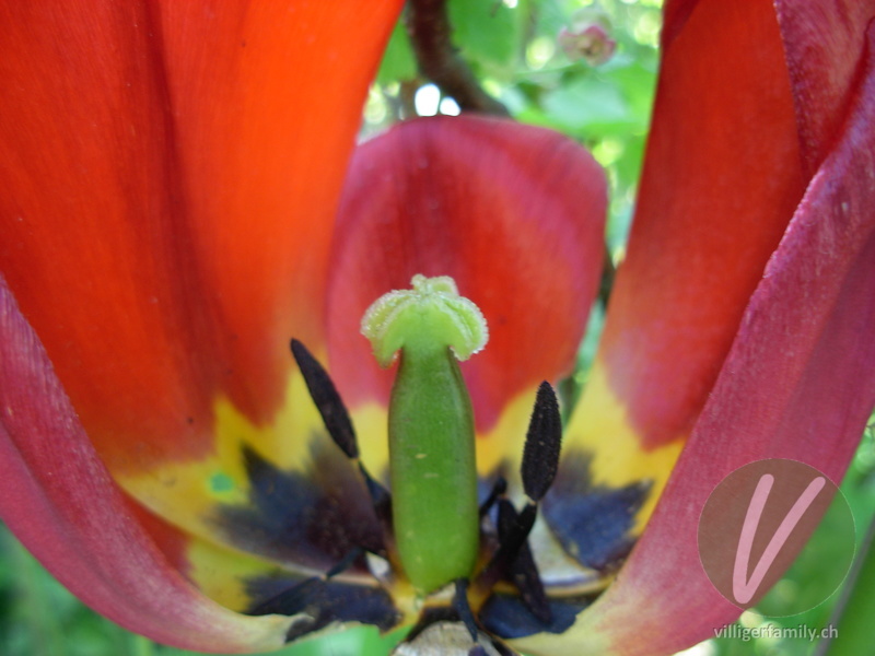 Garten-Tulpe: Früchte