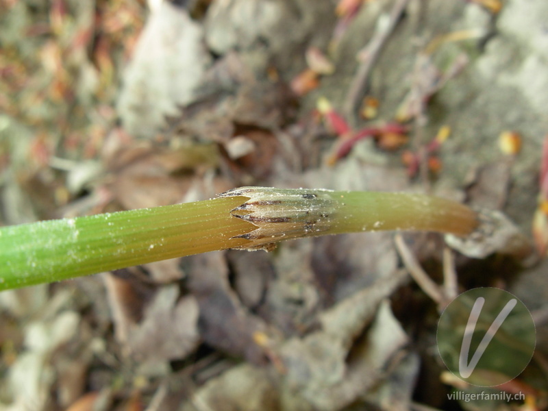 Acker-Schachtelhalm: Stengel