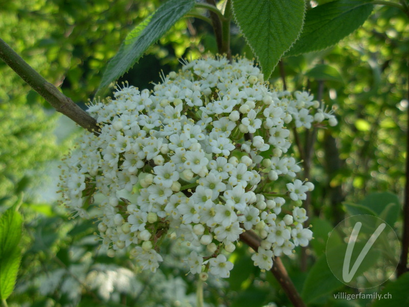 Wolliger Schneeball: Blüten