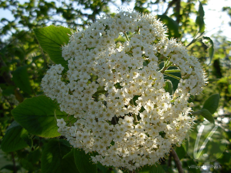 Wolliger Schneeball: Blüten