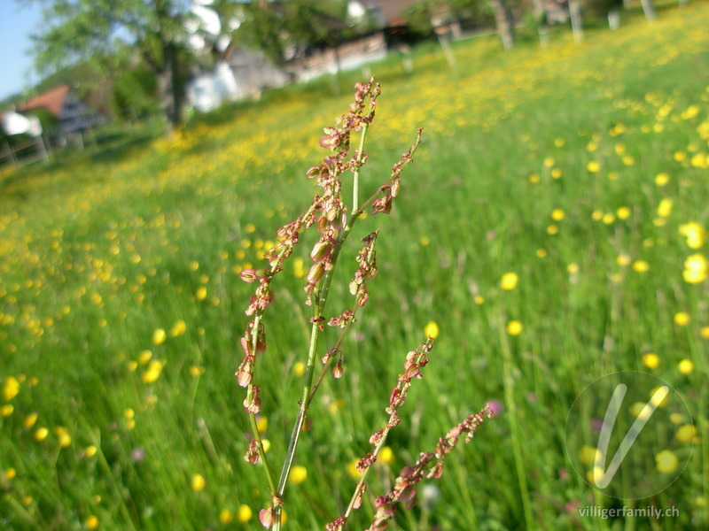 Wiesen-Sauerampfer: Blüten