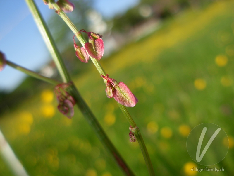 Wiesen-Sauerampfer: Blüten