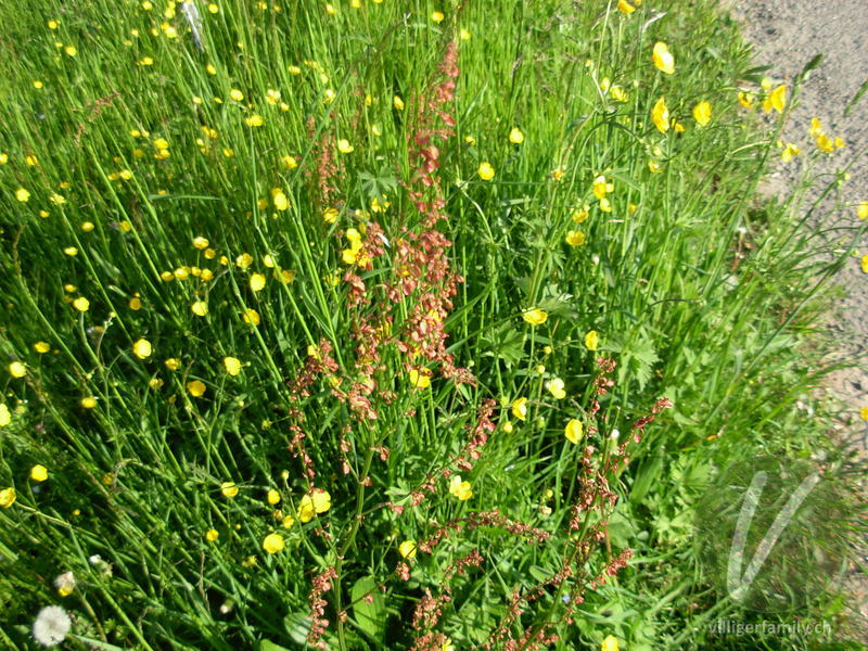 Wiesen-Sauerampfer: Blüten, Gesamtbild