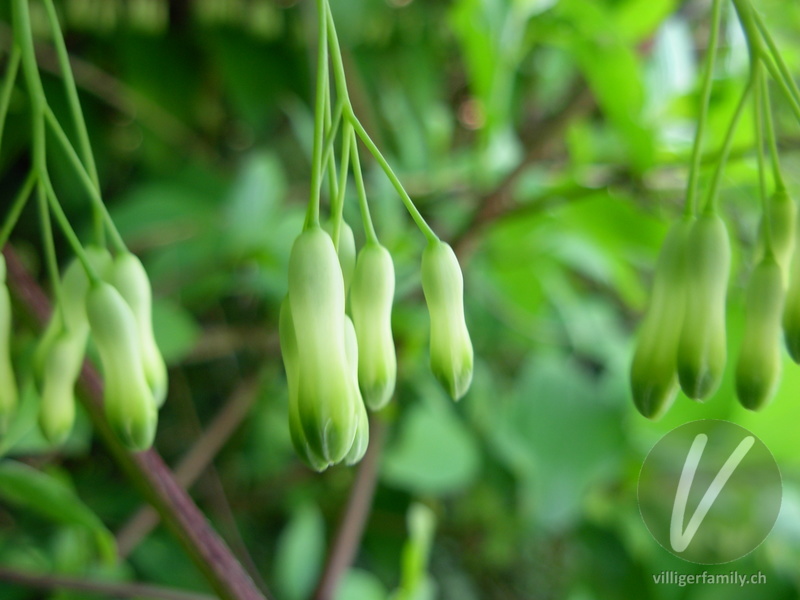 Vielblütiges Salomonssiegel: Blüten