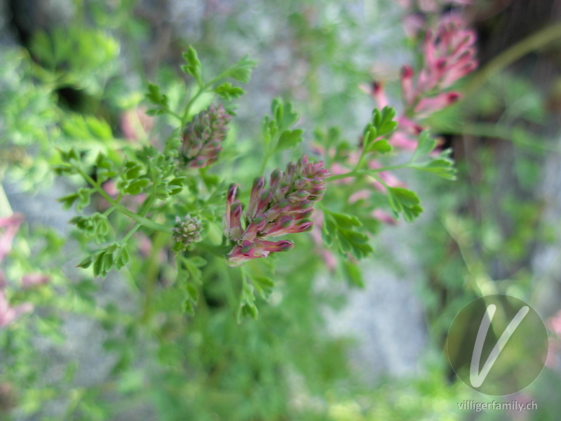 Gewöhnlicher Erdrauch: Blüten