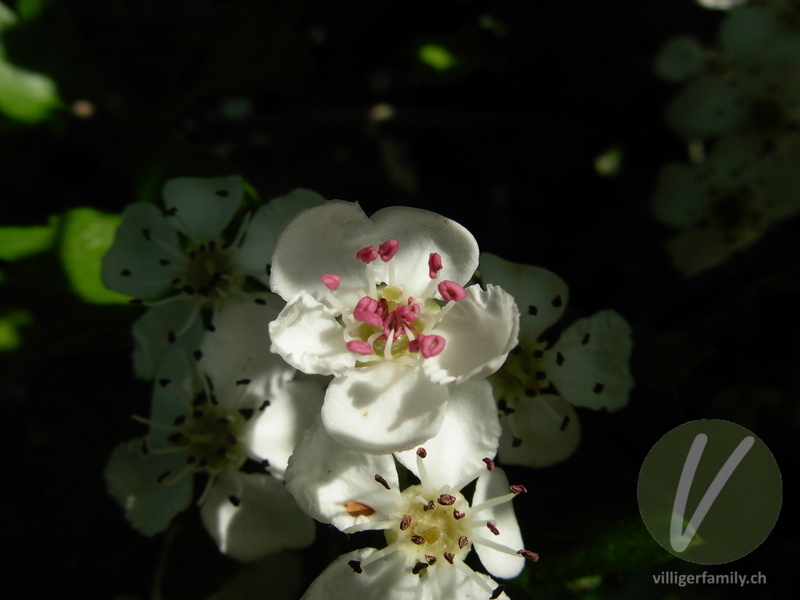 Eingriffliger Weissdorn: Blüten