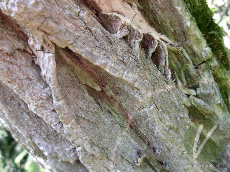 Schwarzer Holunder: Stengel