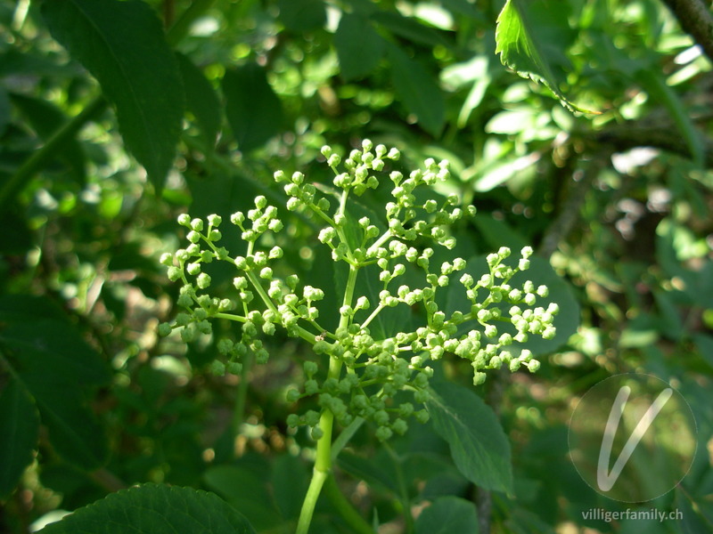 Schwarzer Holunder: Blüten