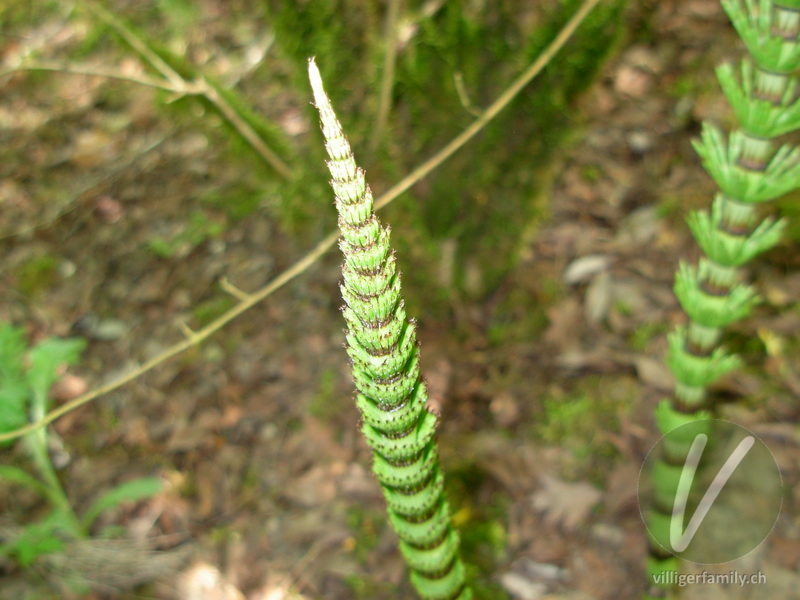 Riesen-Schachtelhalm: Stengel