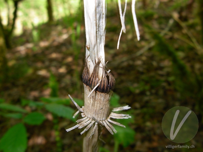 Riesen-Schachtelhalm: Stengel