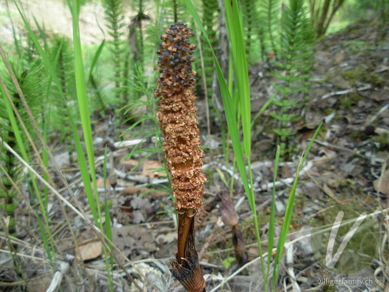Riesen-Schachtelhalm: Blüten